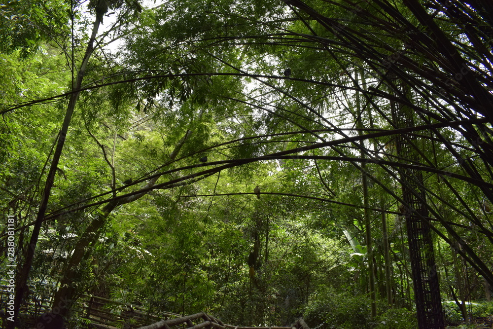 Naklejka premium trees in the forest