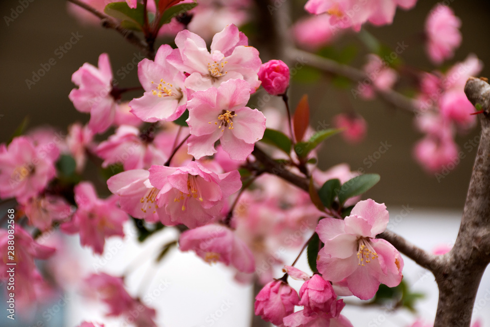 Spring flowers series Beautiful Cherry blossom or sakura flower at public garden park of tokyo big sight in Ariake town at Koto city in Tokyo, Japan