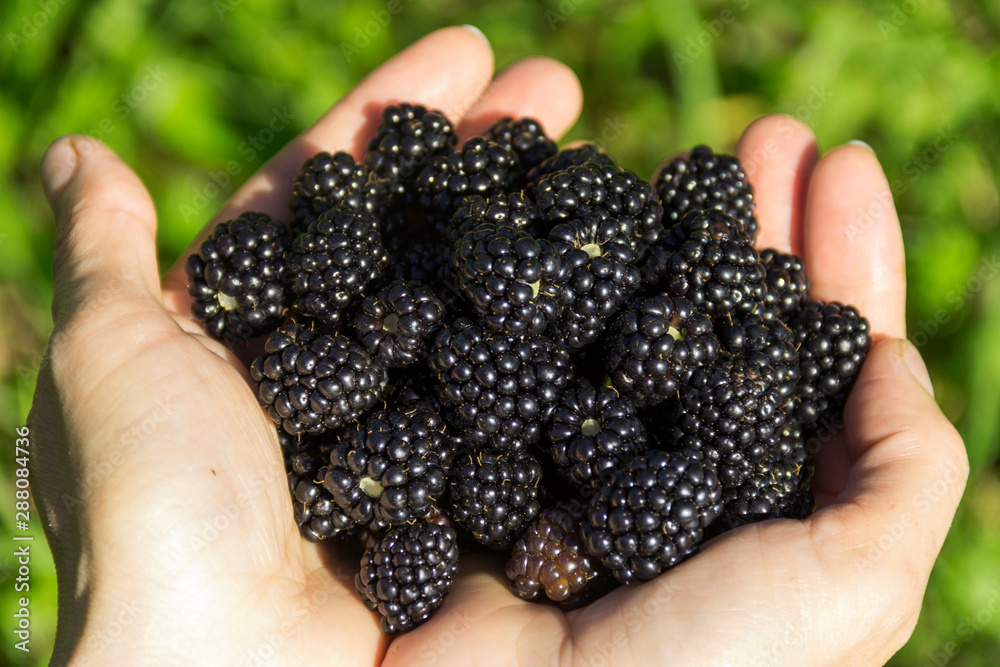 Close-up of hands holding freshly picked blackberries Close-up of hands holding freshly picked blackberries