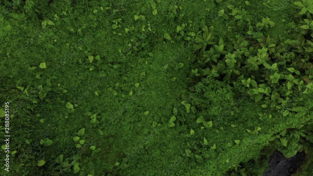 Aerial view looking down on the Samoan jungle canopy Aerial view looking down on the Samoan jungle canopy