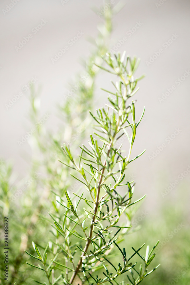 Rosemary herbs. Rosemary herbs.