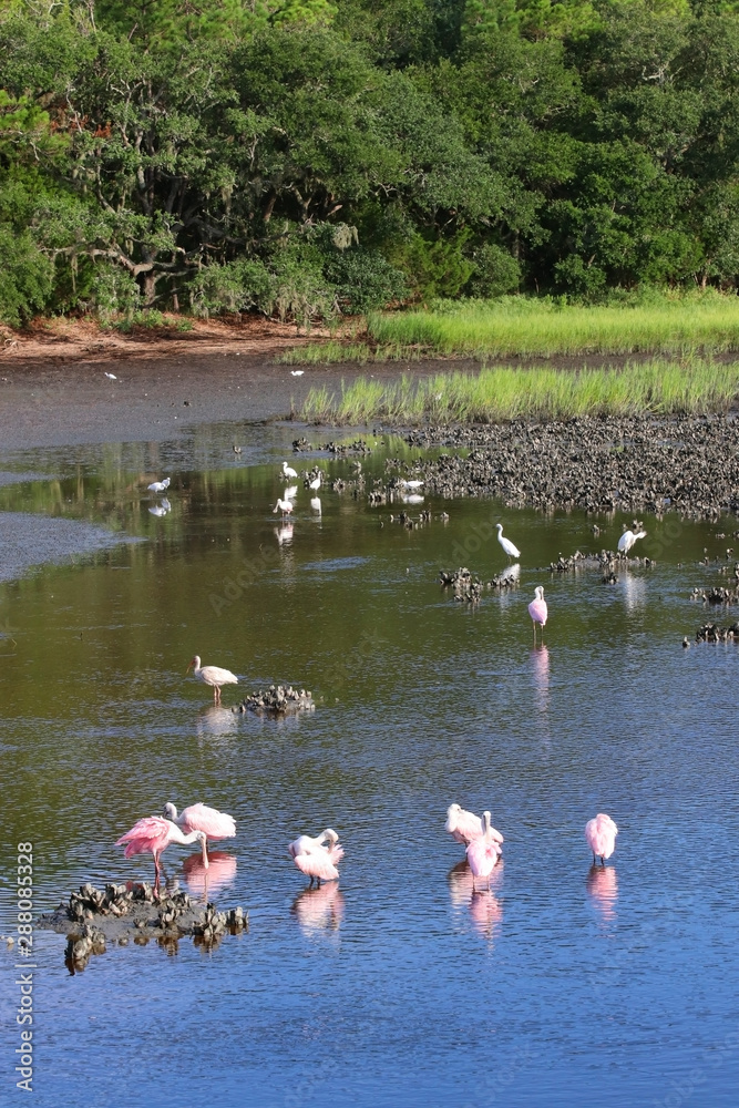 South Carolina wildlife nature background.Scenic view with roseate spoonbills and white egrets between oyster beds in a salt marsh at Huntington Beach State Park.Litchfield, Myrtle Beach area, SC,USA.