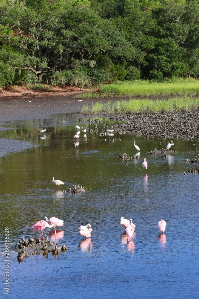 Naklejka premium South Carolina wildlife nature background.Scenic view with roseate spoonbills and white egrets between oyster beds in a salt marsh at Huntington Beach State Park.Litchfield, Myrtle Beach area, SC,USA.