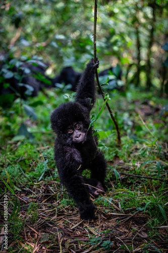 Gorilla