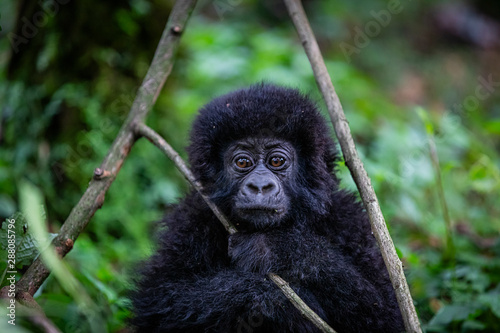 Gorilla baby © Dennis