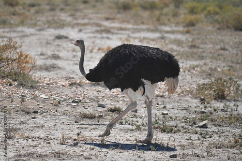 Ostrich walks on the savannah.