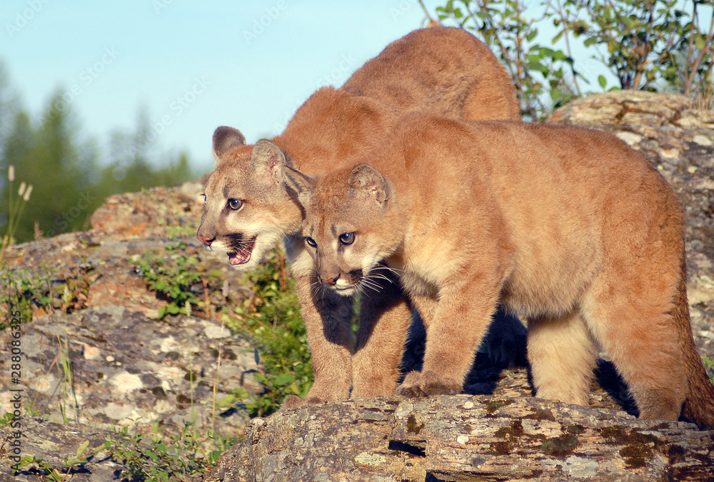 Fototapeta premium Mountain Lion Yearlings