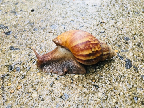Foto Big garden snail (Helix Aspersa) in shell crawling on ground