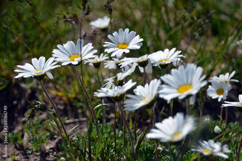 Bergblumen photo