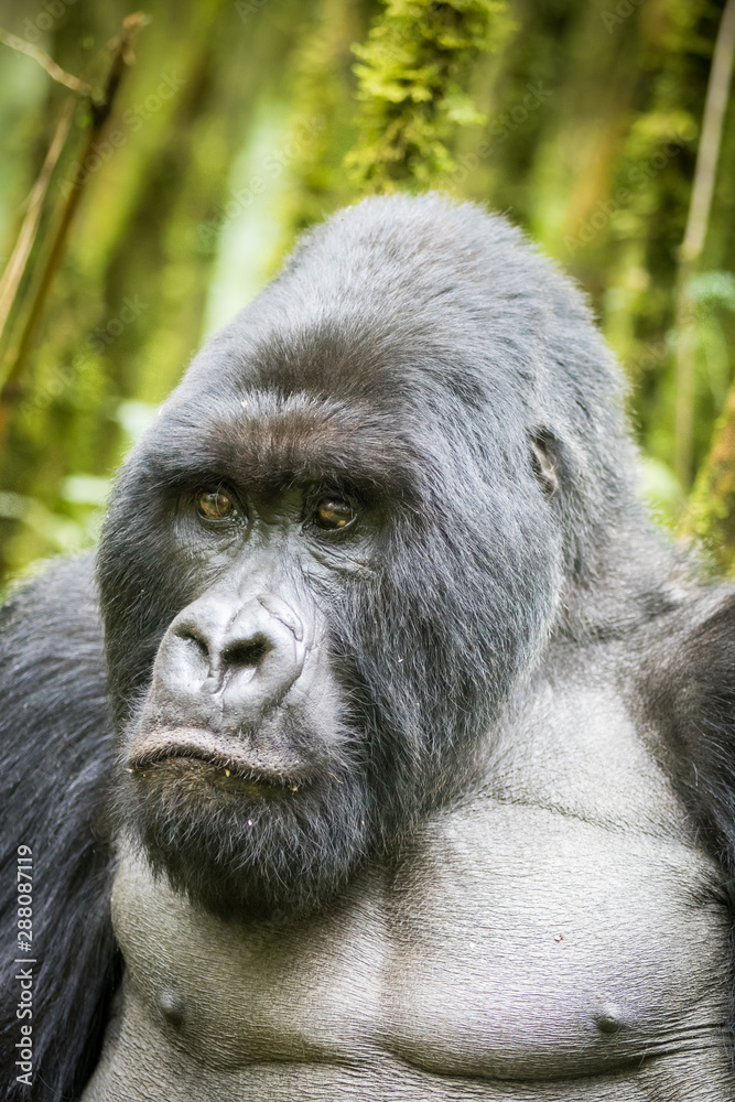 Gorilla