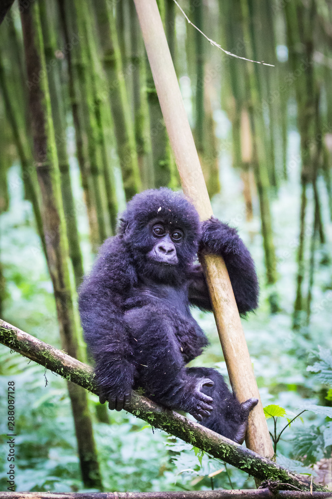 Obraz premium Gorilla baby