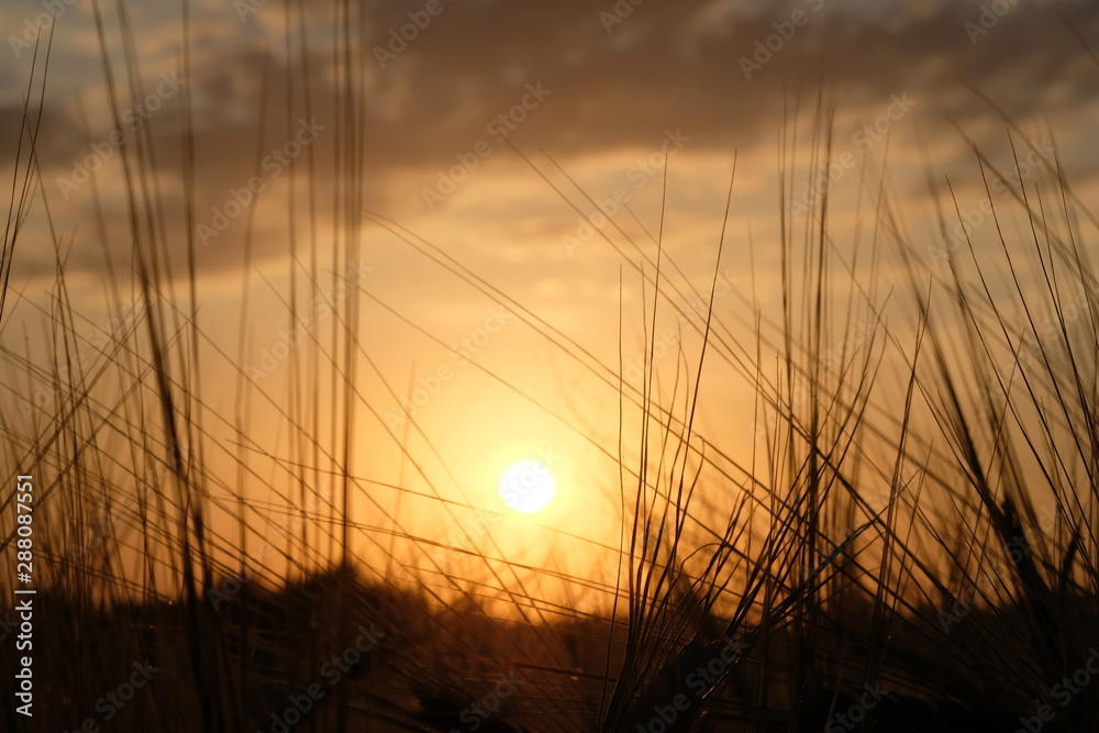 Dawn in a wheat field. Beautiful landscape on sunrise