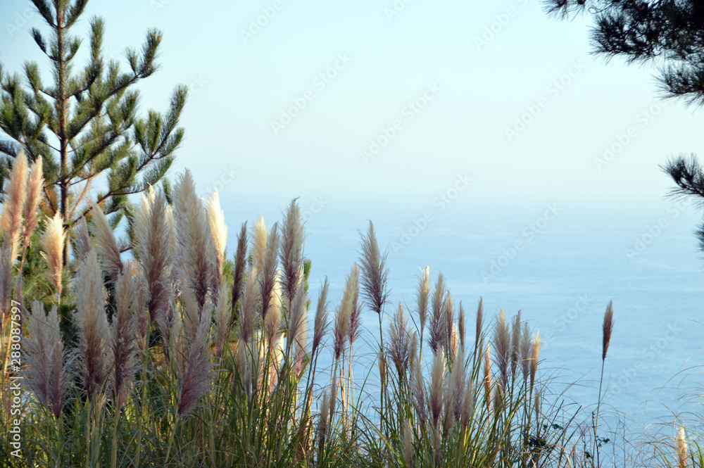 Schilf mit Blick auf den Pazifik Schilf mit Blick auf den Pazifik
