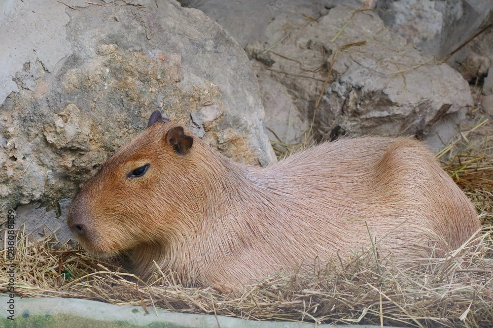 Cute capybara lying in the farm. Animal concept. Cute capybara lying in the farm. Animal concept.
