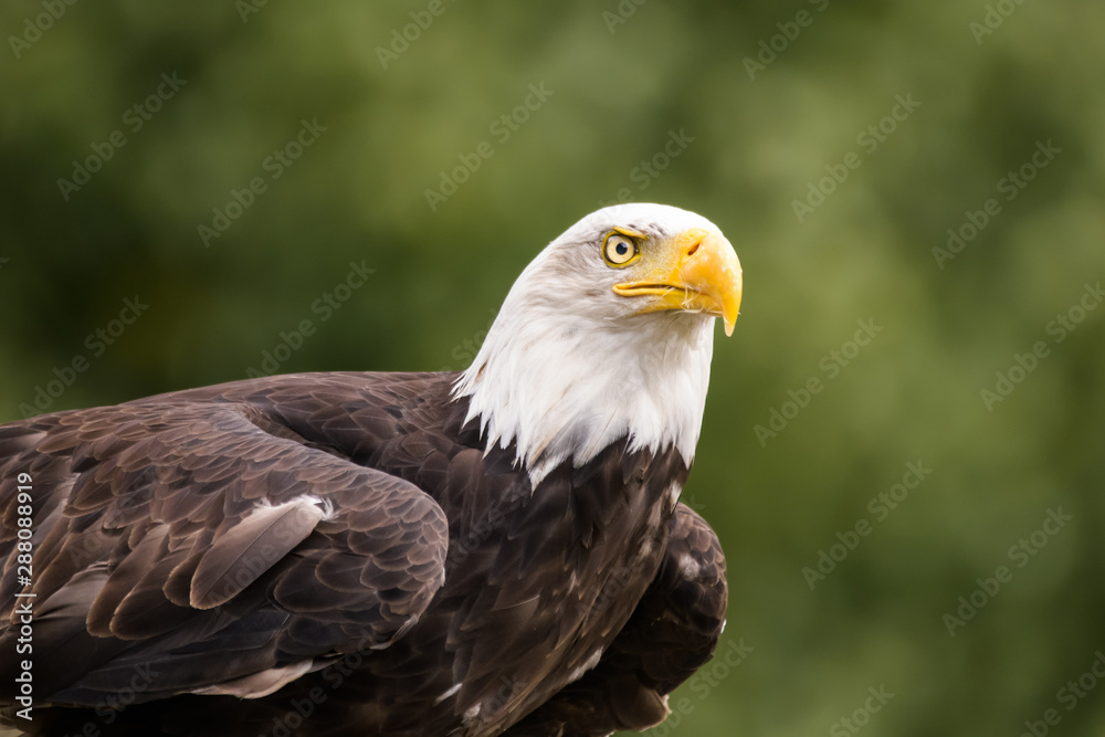 Closeup of a perched bald eagle