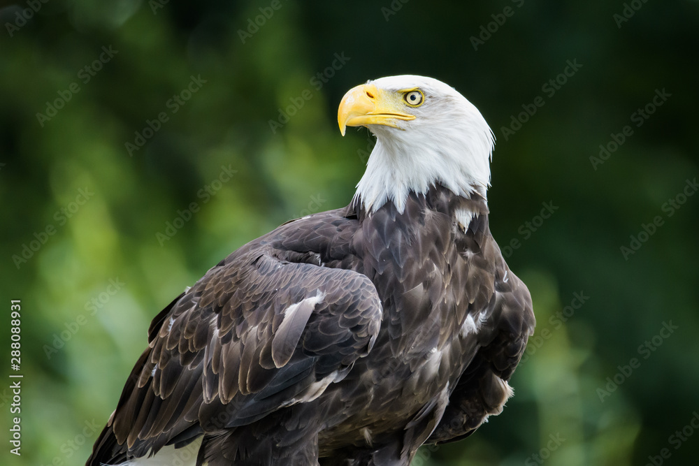 Closeup of a perched bald eagle Closeup of a perched bald eagle