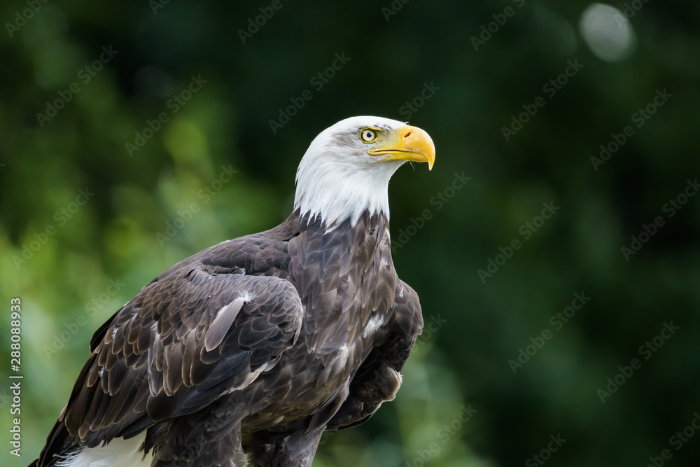 Closeup of a perched bald eagle Closeup of a perched bald eagle