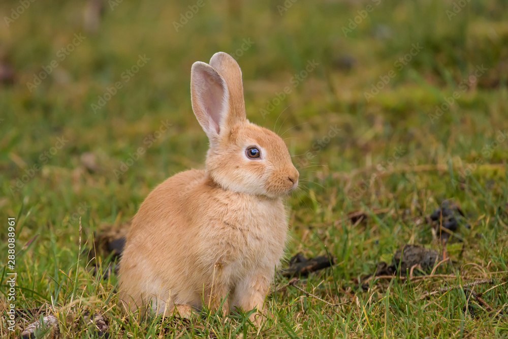 Bunny sitting on a lawn Bunny sitting on a lawn