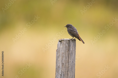 Female black redtail sitting on a fence post