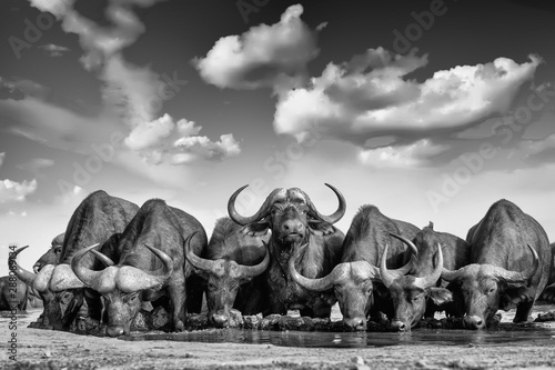 Cape Buffalo   African buffalo herd at the waterhole