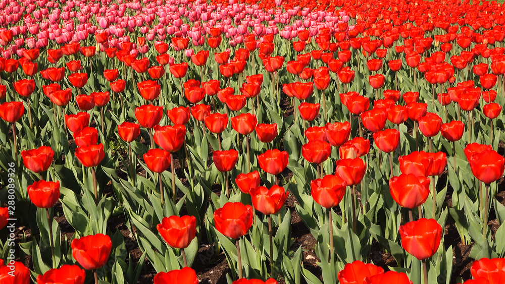 Beautiful flower bed in the park with red tulips