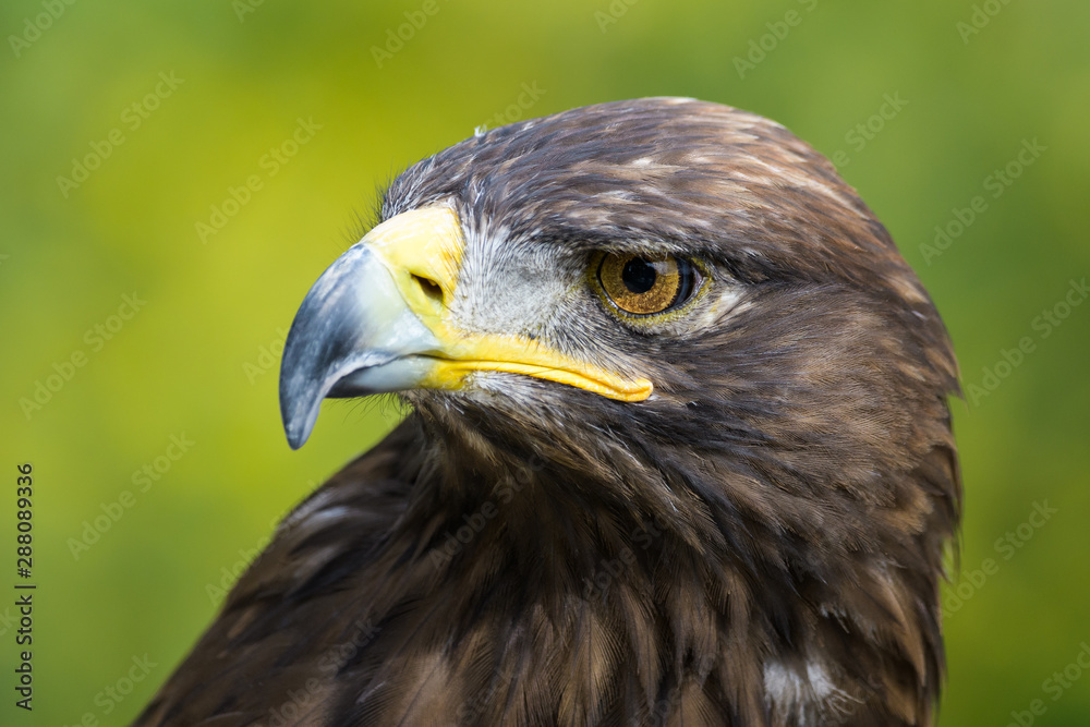 Closeup portrait of a golden eagle