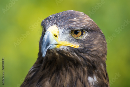 Closeup portrait of a golden eagle