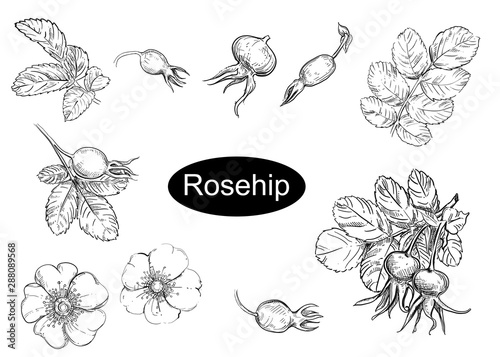 Hand drawn vector illustration set of rosehip, leaf, flowers. Black and white sketch of berry. Painting isolated.