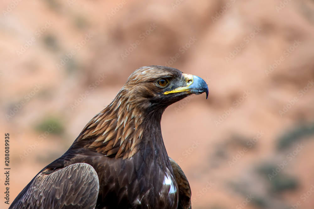 Obraz premium Portrait of Golden eagle Berkut close-up. Traveling in Kyrgyzstan