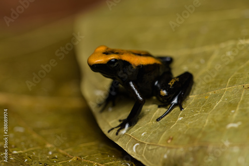 Closeup of a young golden poison frog on a leaf photo