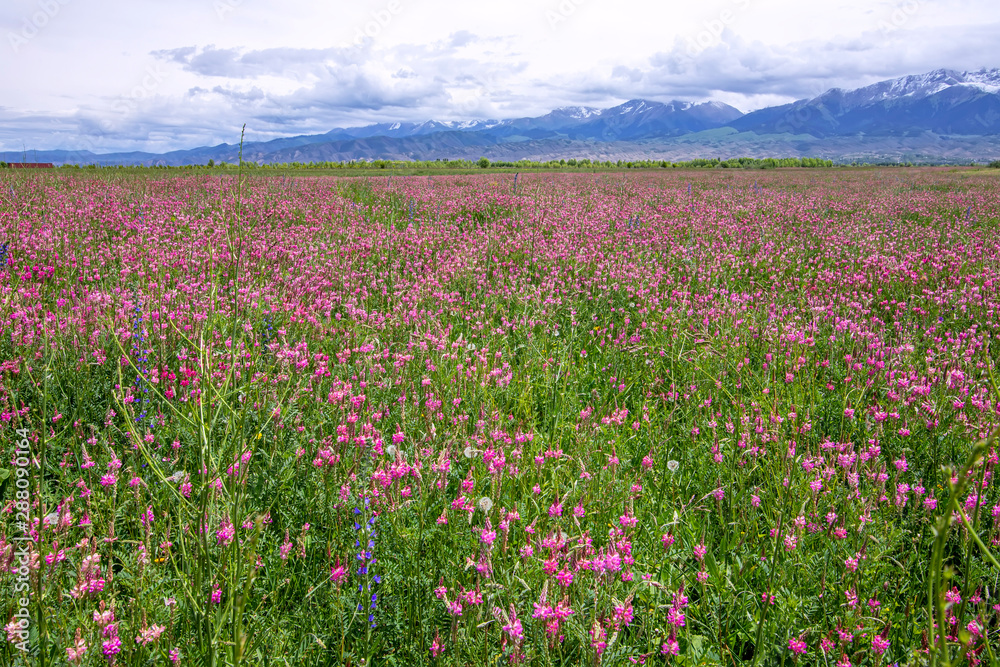 Beautiful pink Sainfoin flowers. Herbal-bean mixtures for grazing with mountains covered in snow Beautiful pink Sainfoin flowers. Herbal-bean mixtures for grazing with mountains covered in snow