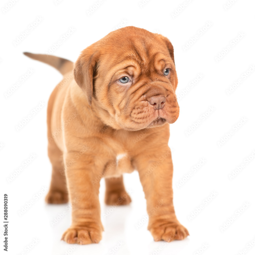 Mastiff puppy standing in front view and looking away. isolated on white background
