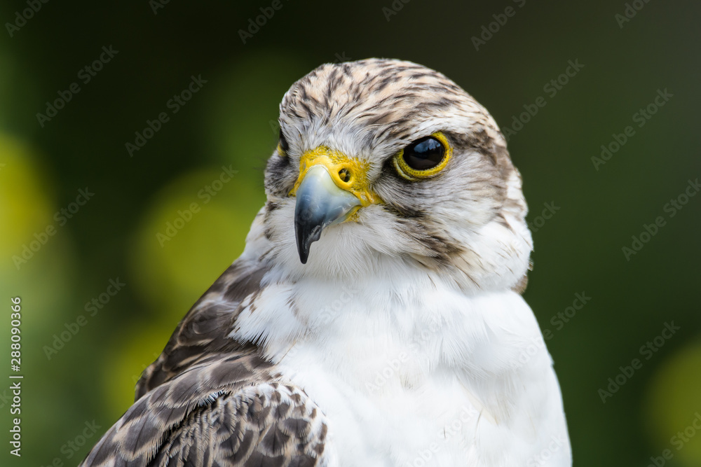 Closeup of a gyr falcon Closeup of a gyr falcon