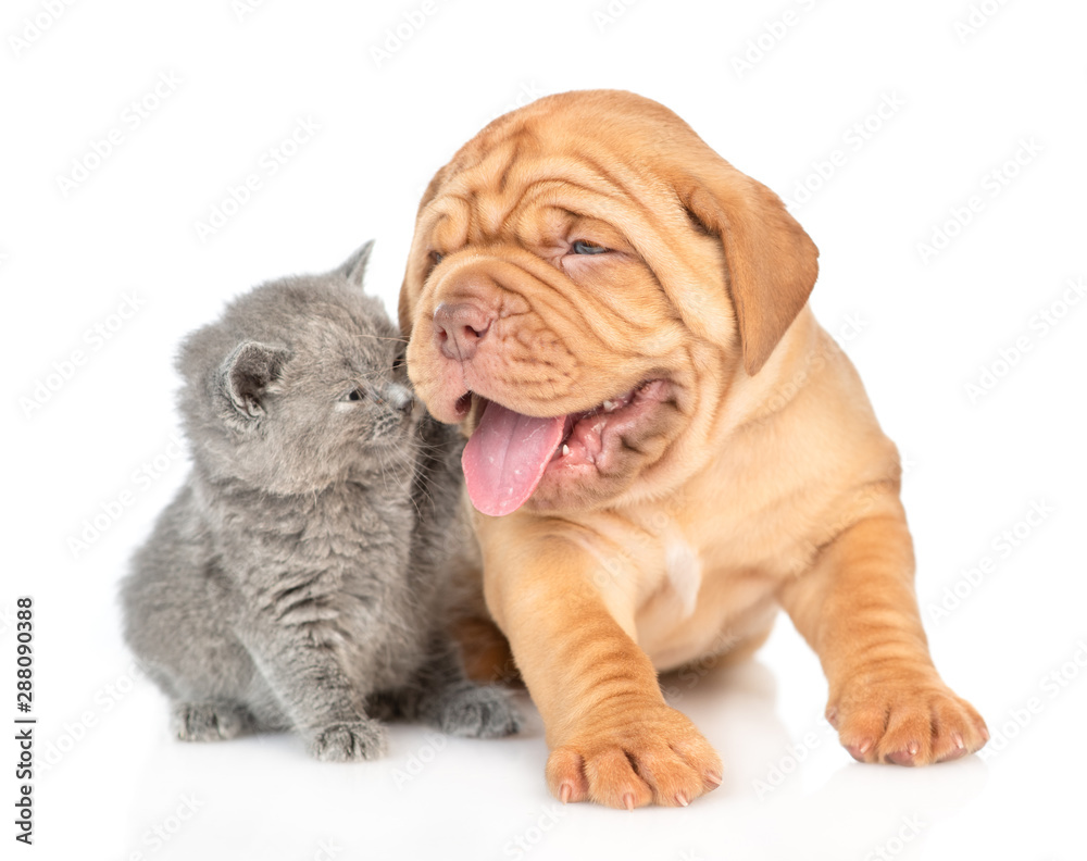 Playful kitten sitting with mastiff puppy. isolated on white background