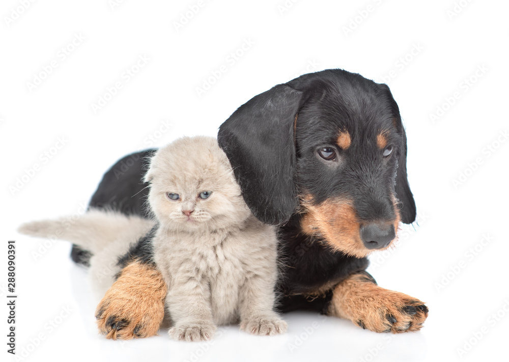 Dark dachshund puppy embracing baby kitten. Isolated on white background