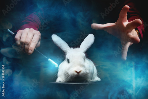 Quadro su tela Magician man makes trick with white rabbit and magic wand, copy space black back