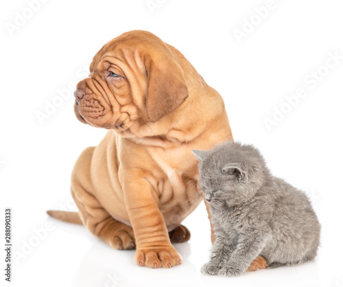 Fototapeta Naklejka Na Ścianę i Meble -  Mastiff puppy and gray kitten sitting together and looking away. Isolated on white background