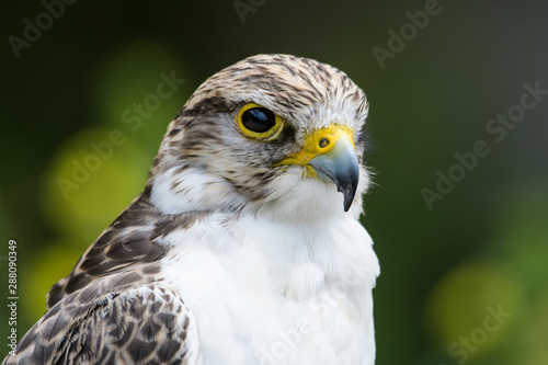 Closeup of a gyr falcon
