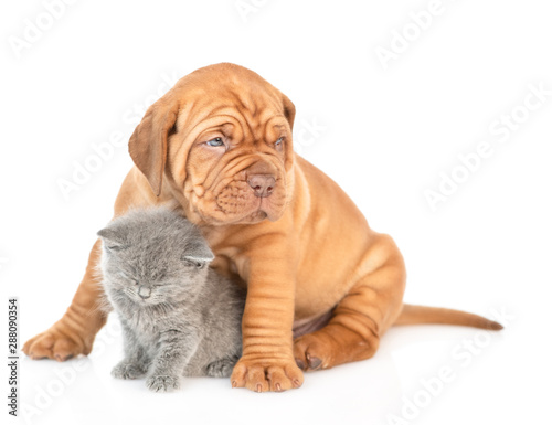 Fototapeta Naklejka Na Ścianę i Meble -  Mastiff puppy hugging sleepy kitten. isolated on white background