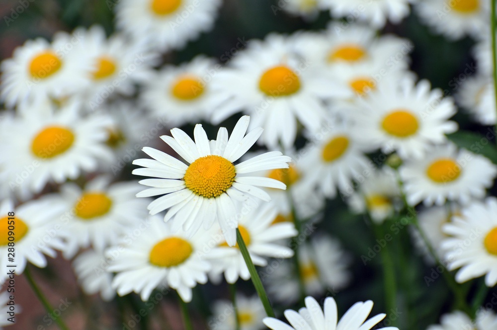 Obraz premium Margeriten