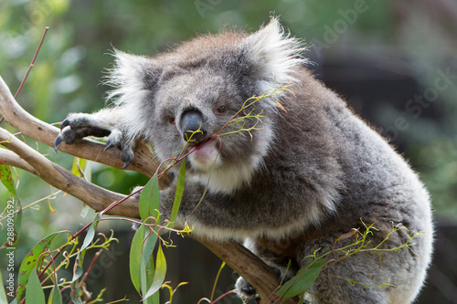 Photography Koala Eating
