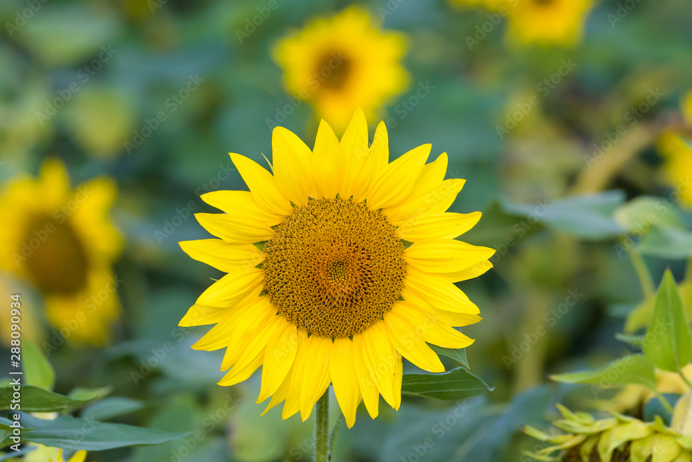 Closeup of a sunflower in a field