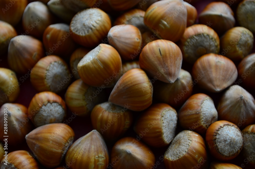 ripe collected hazelnuts on a table close up ripe collected hazelnuts on a table close up