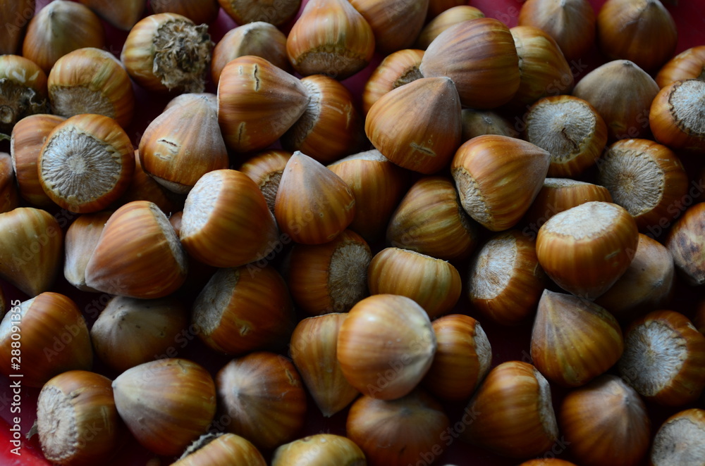 ripe collected hazelnuts on a table close up ripe collected hazelnuts on a table close up
