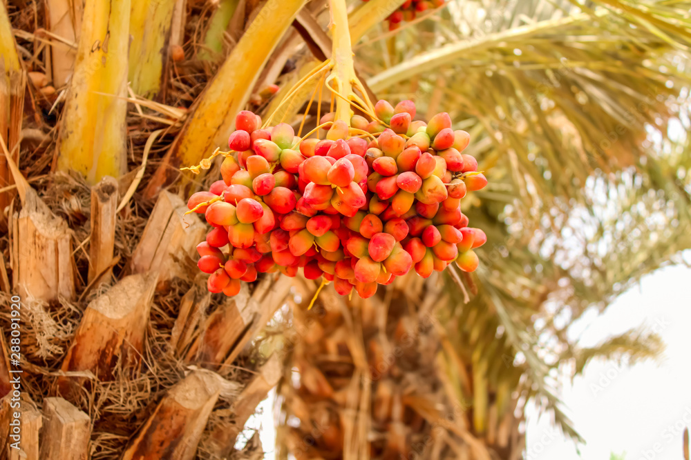 dates on trees branch,dates on tree ,tasty date on palm,natural dates fruit dates on trees branch,dates on tree ,tasty date on palm,natural dates fruit