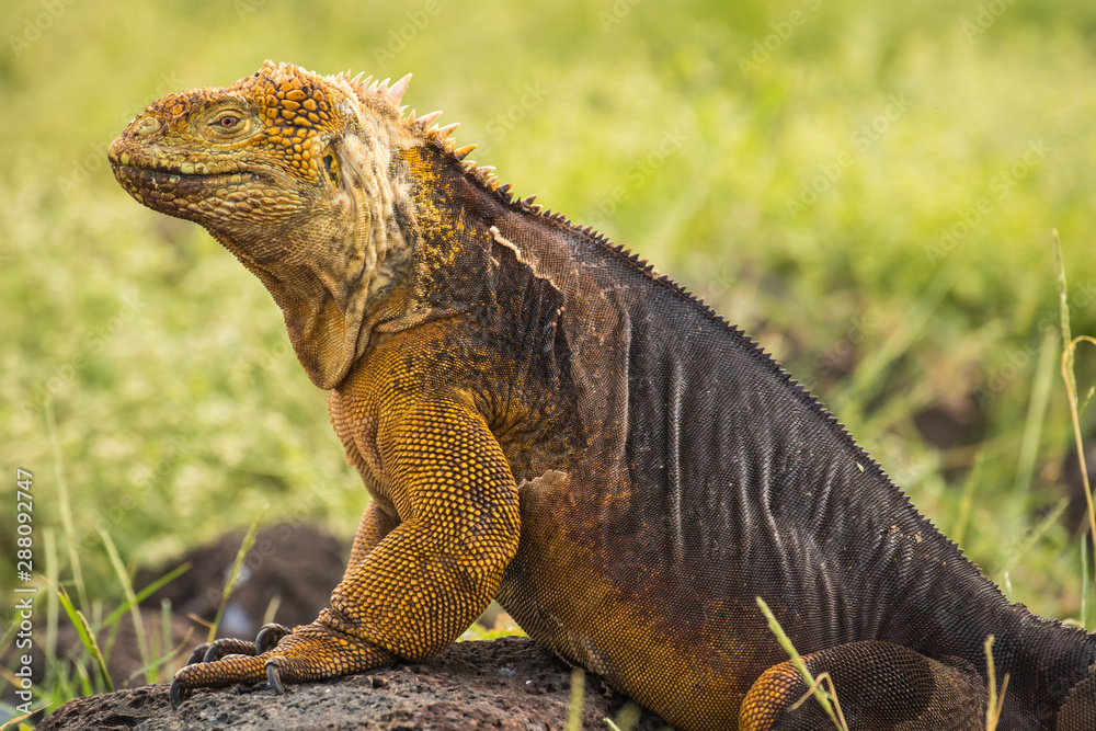 Naklejka premium Galapagos Iguana