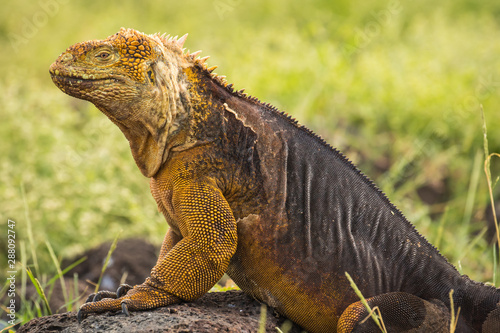 Galapagos Iguana © Dennis