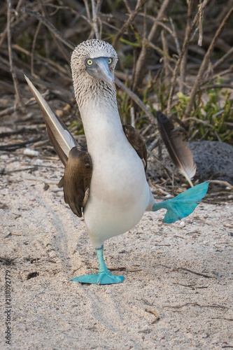 Blue Footed Boobie