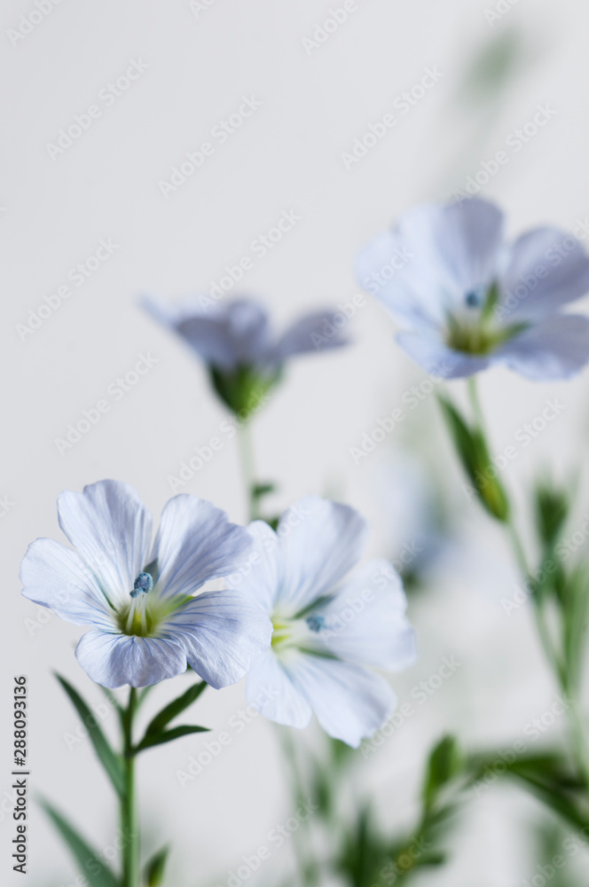 Flax (Linum usitatissimum) flowers Flax (Linum usitatissimum) flowers