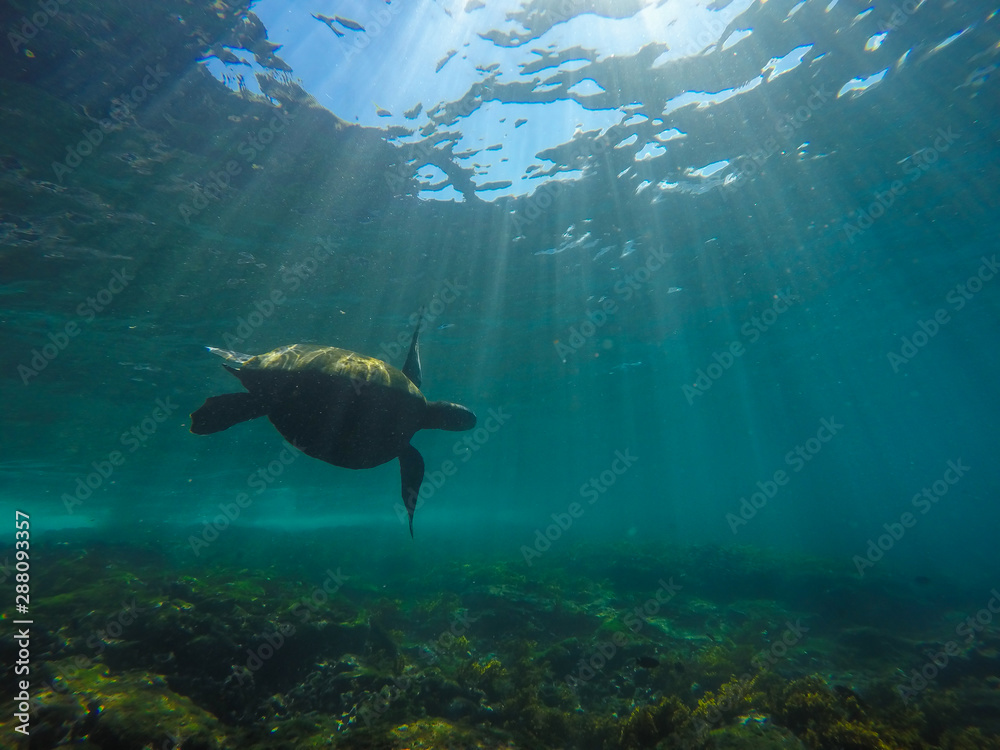 Fototapeta premium Turtle